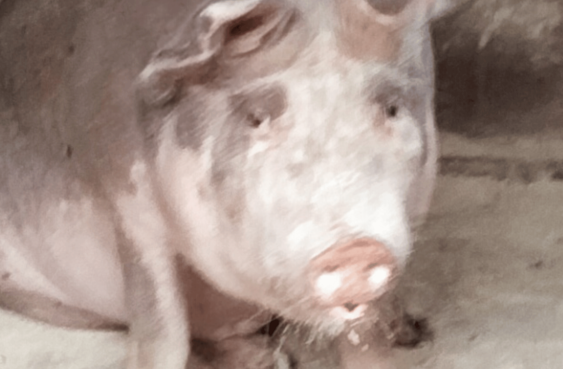 Monoftei the pig