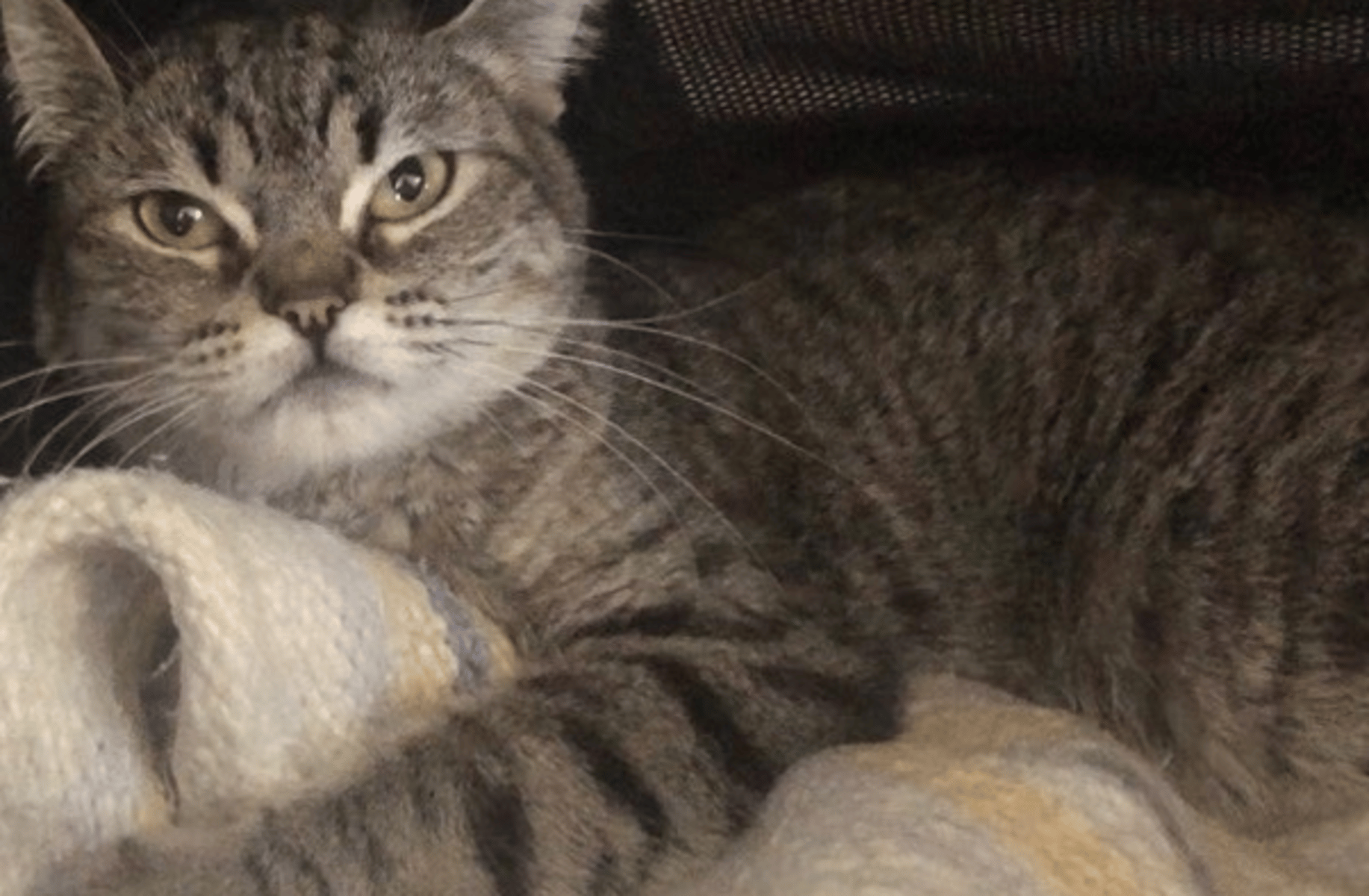 Your Cat