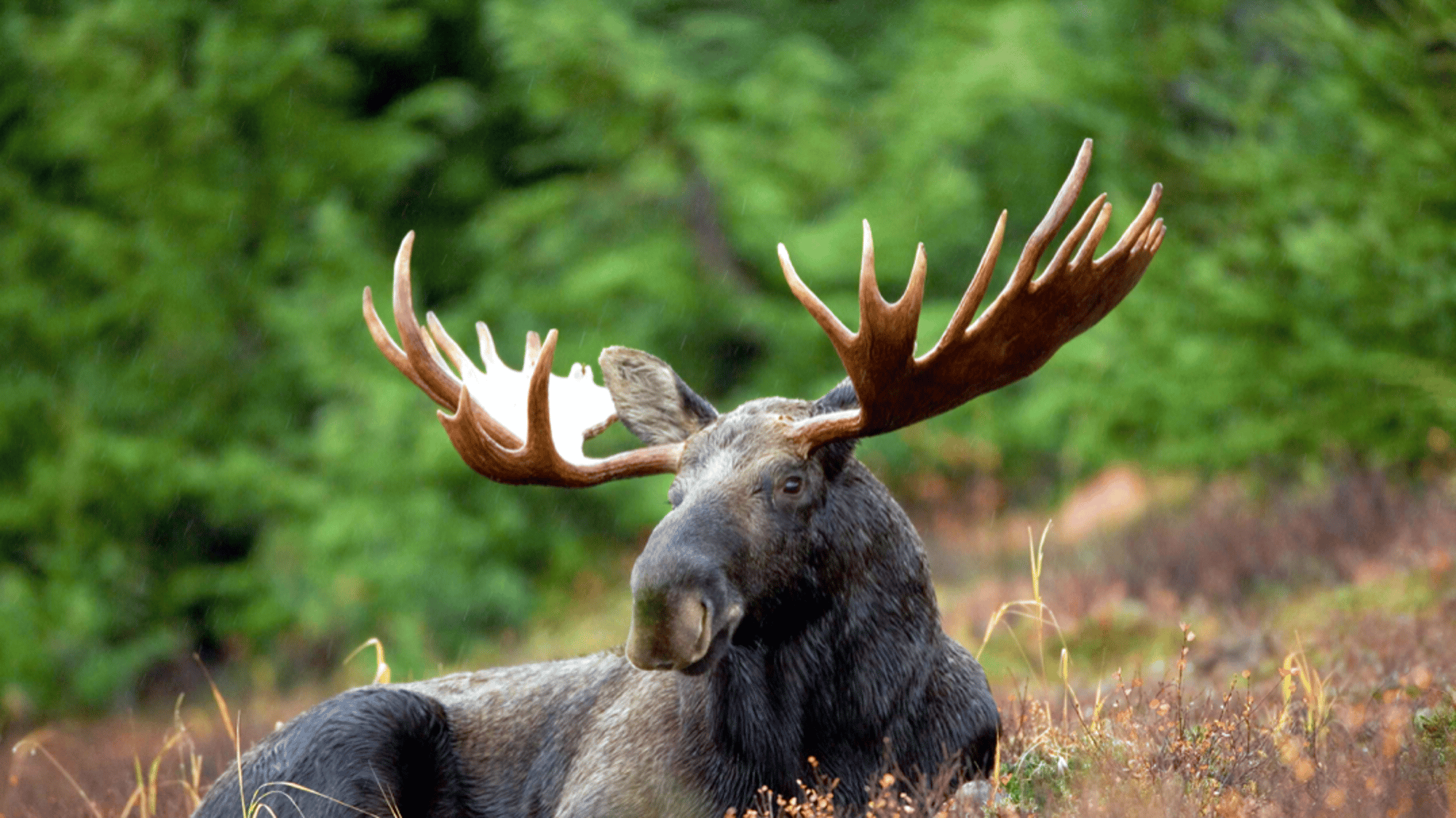 moose