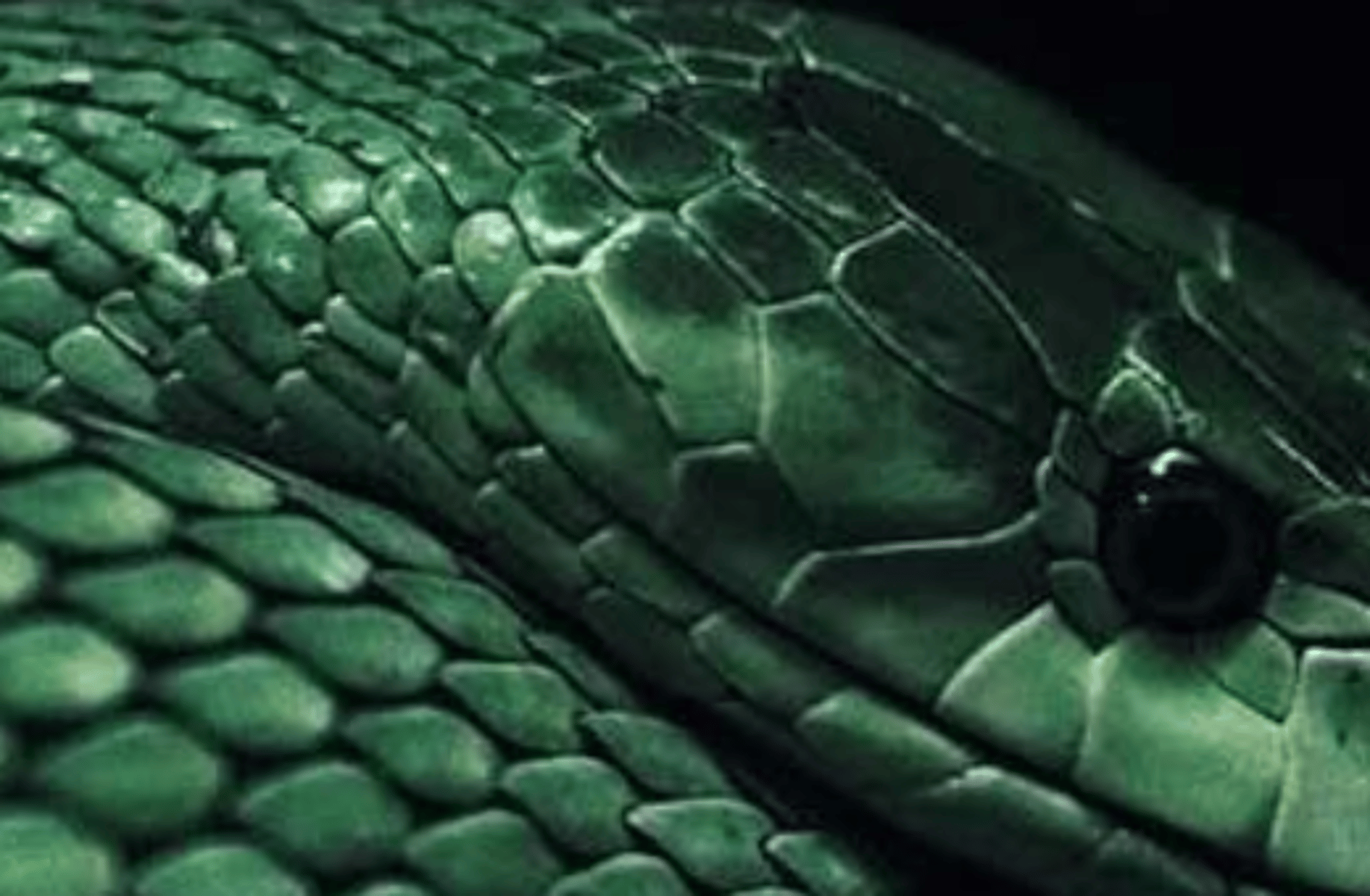 Slytherin boys