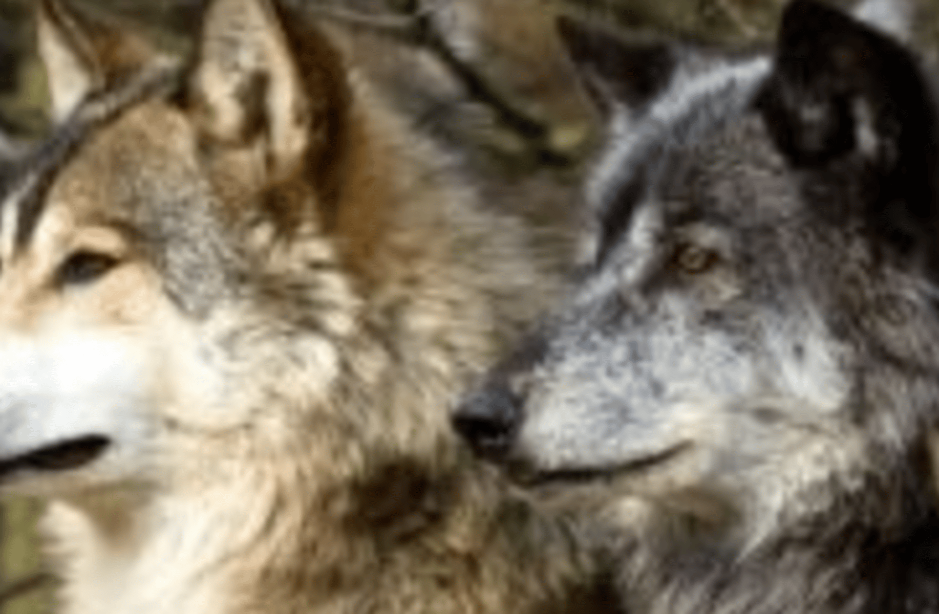 Wolf Raids