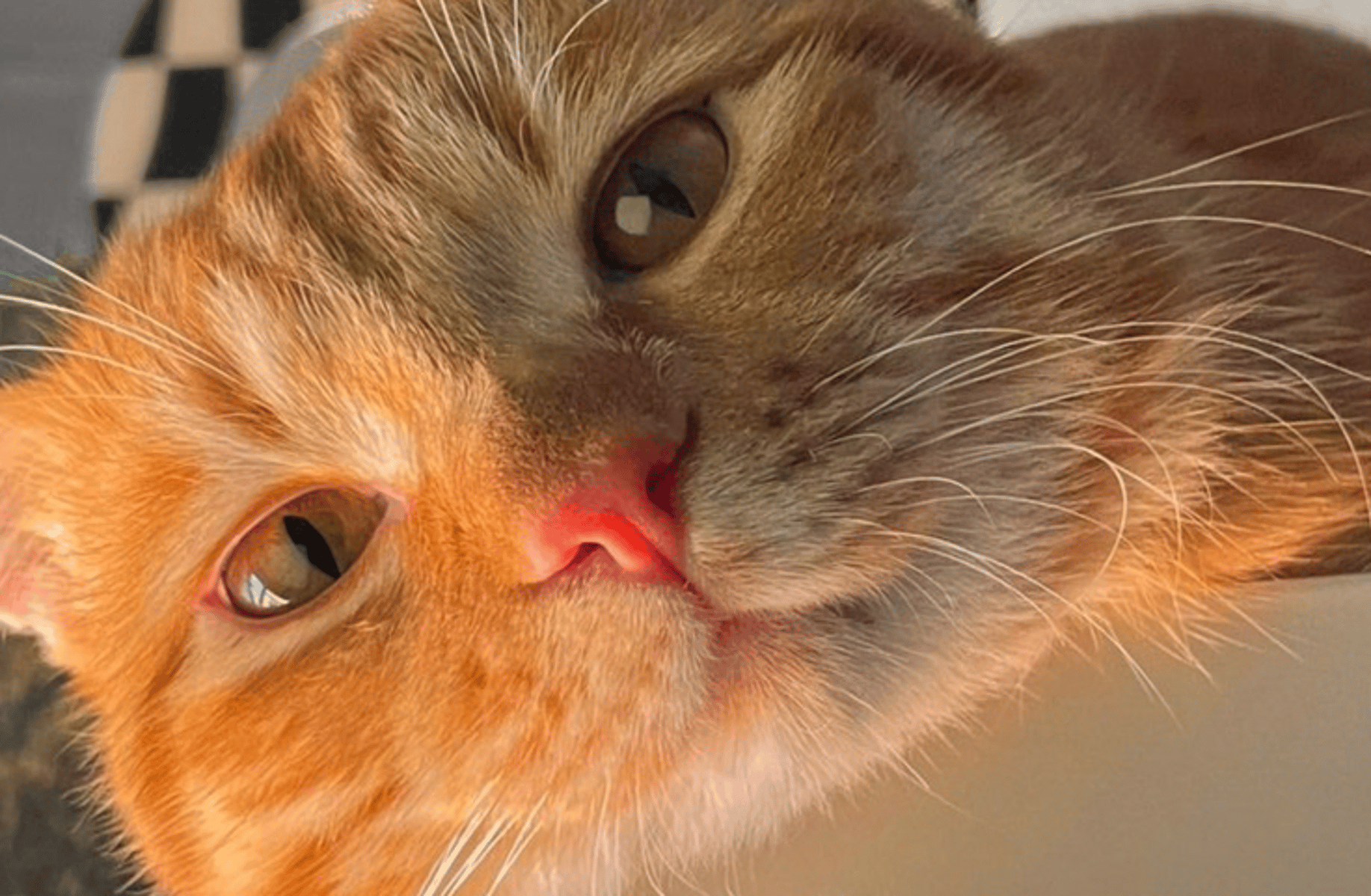 Jax (Cat boy)