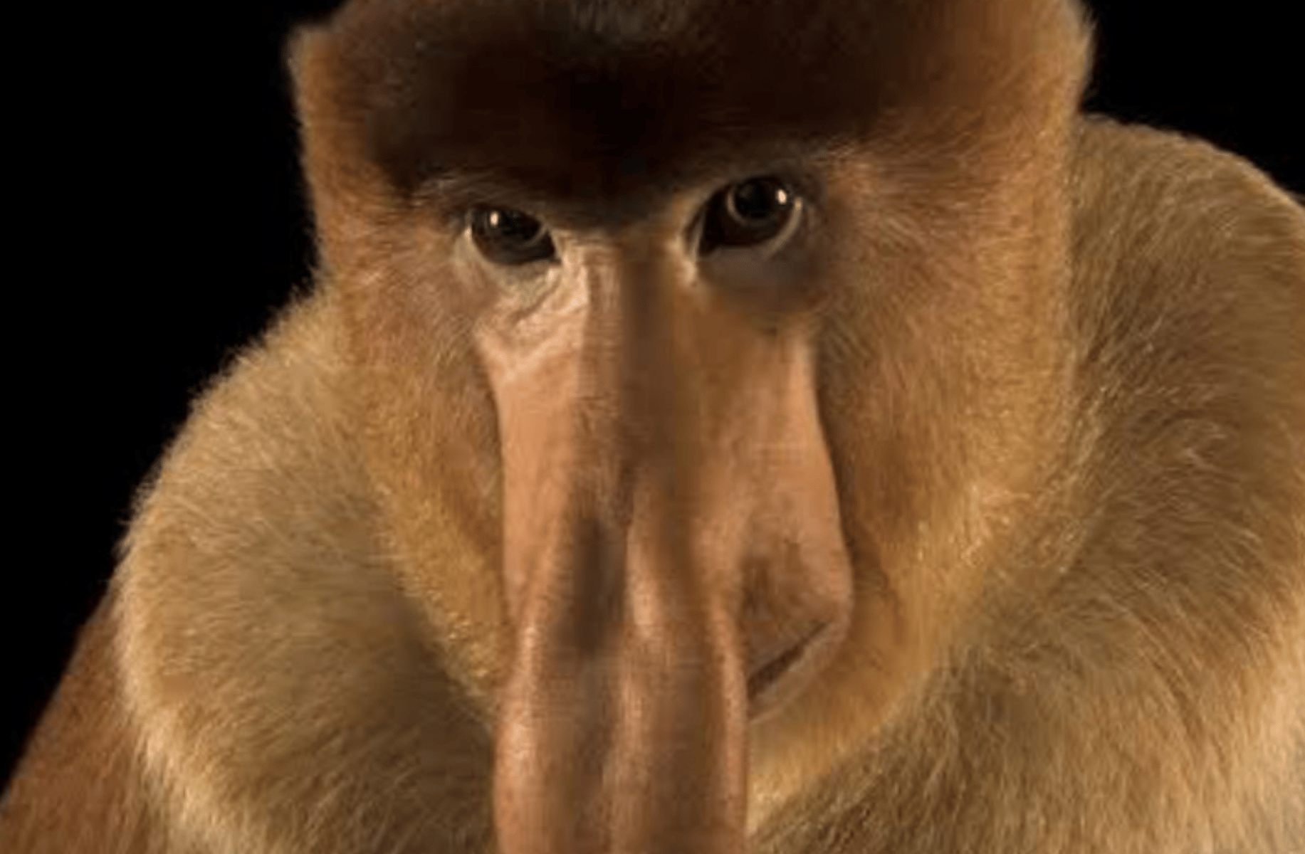 Monkey