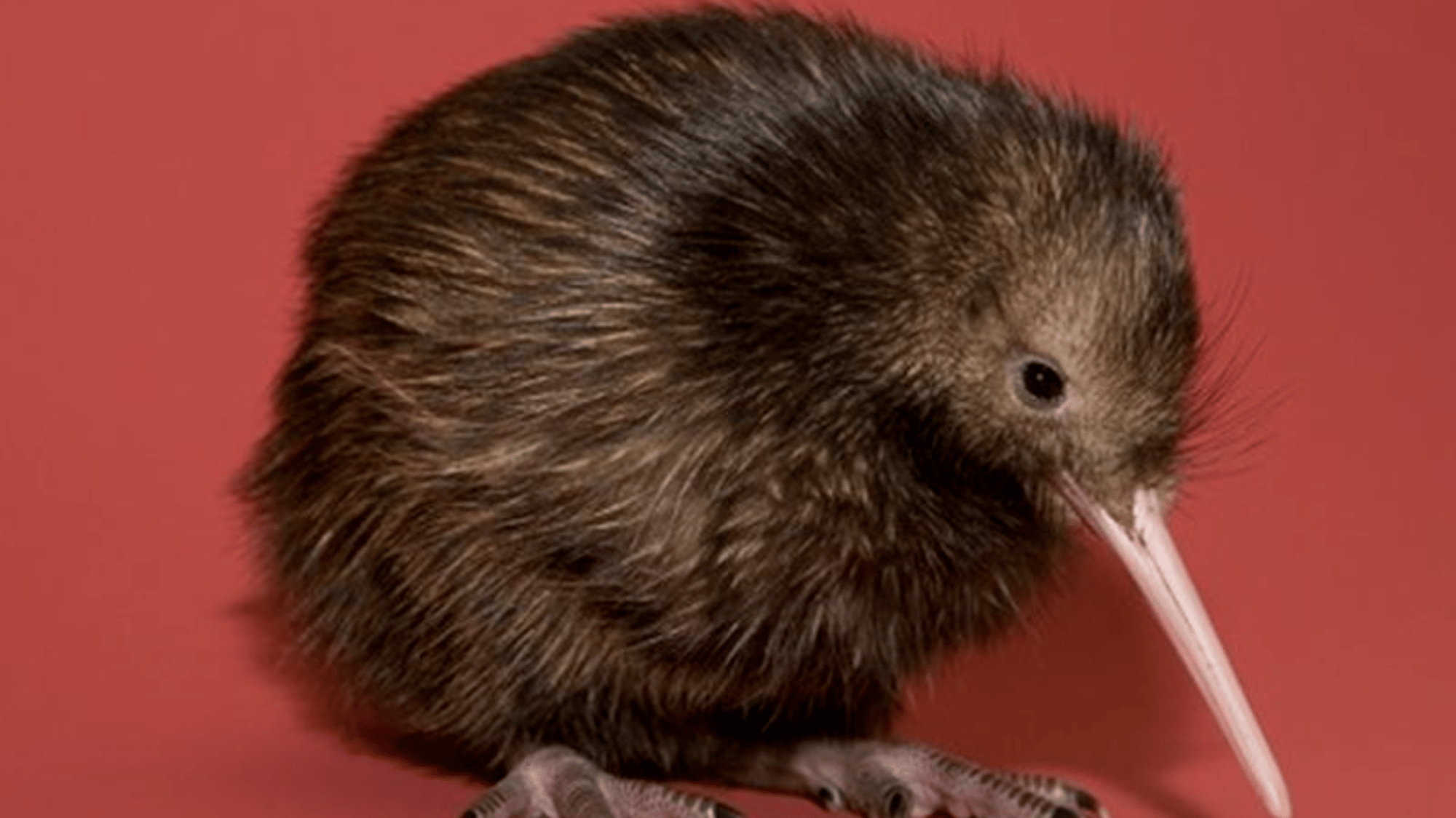 Kiwi Commander