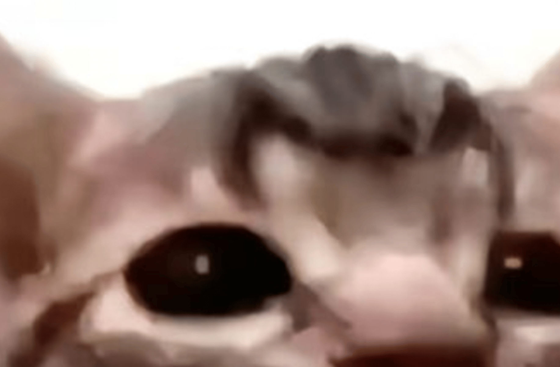 Bob