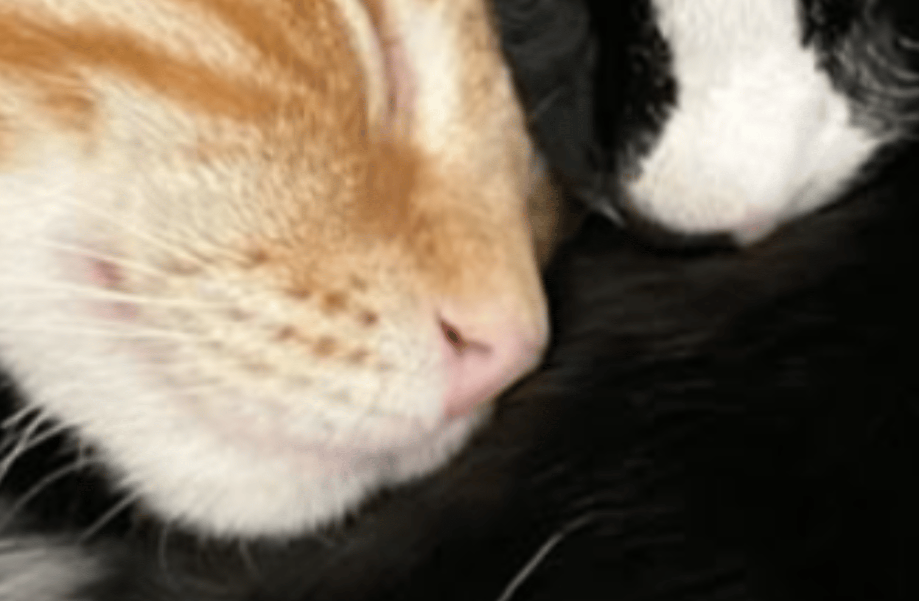 Liza cat and jones cat