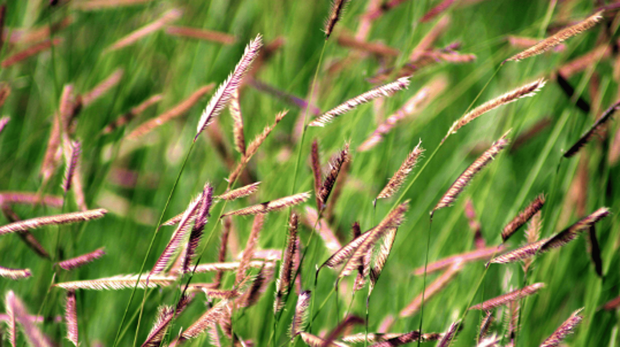 grass