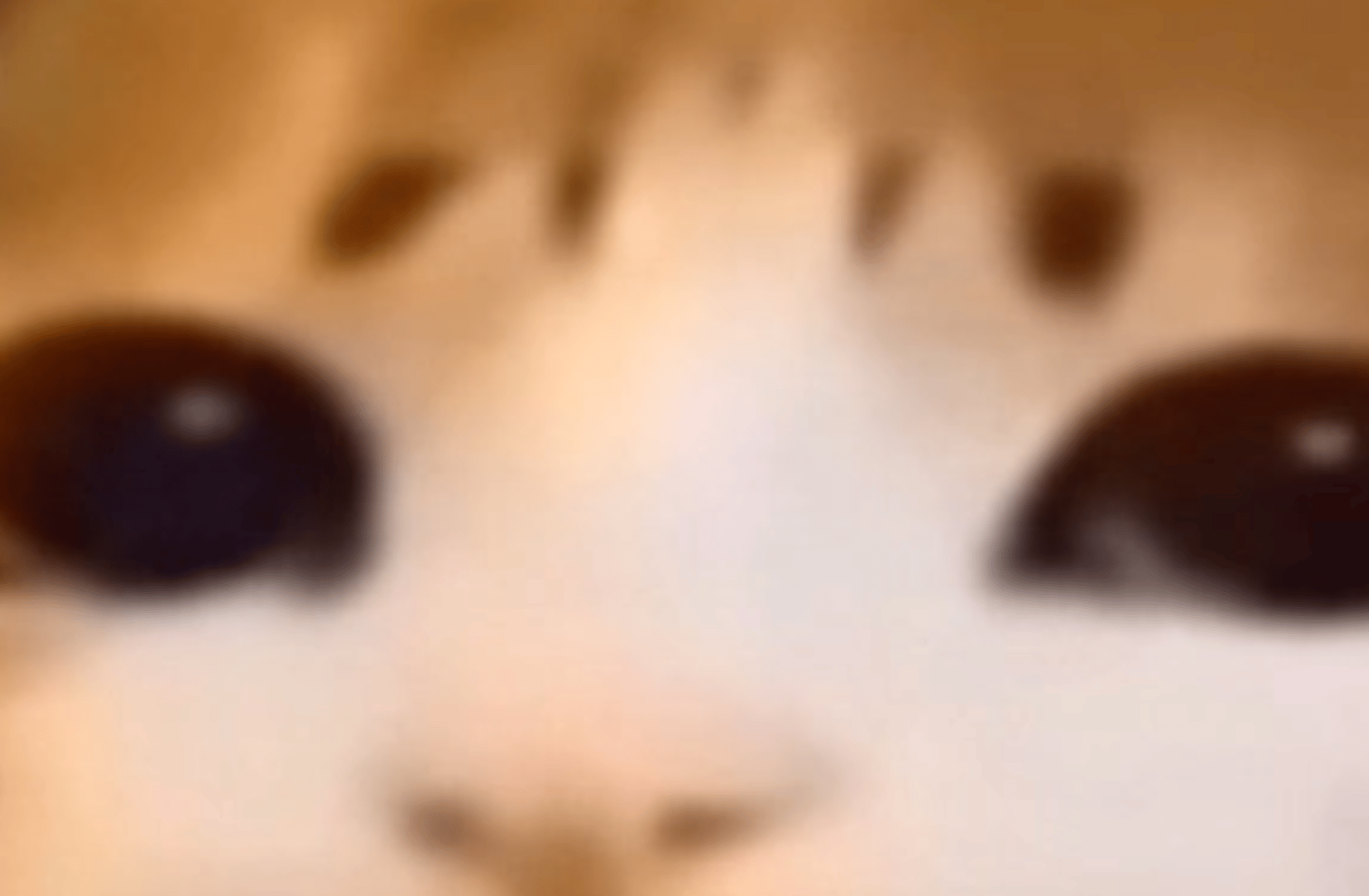 military cat