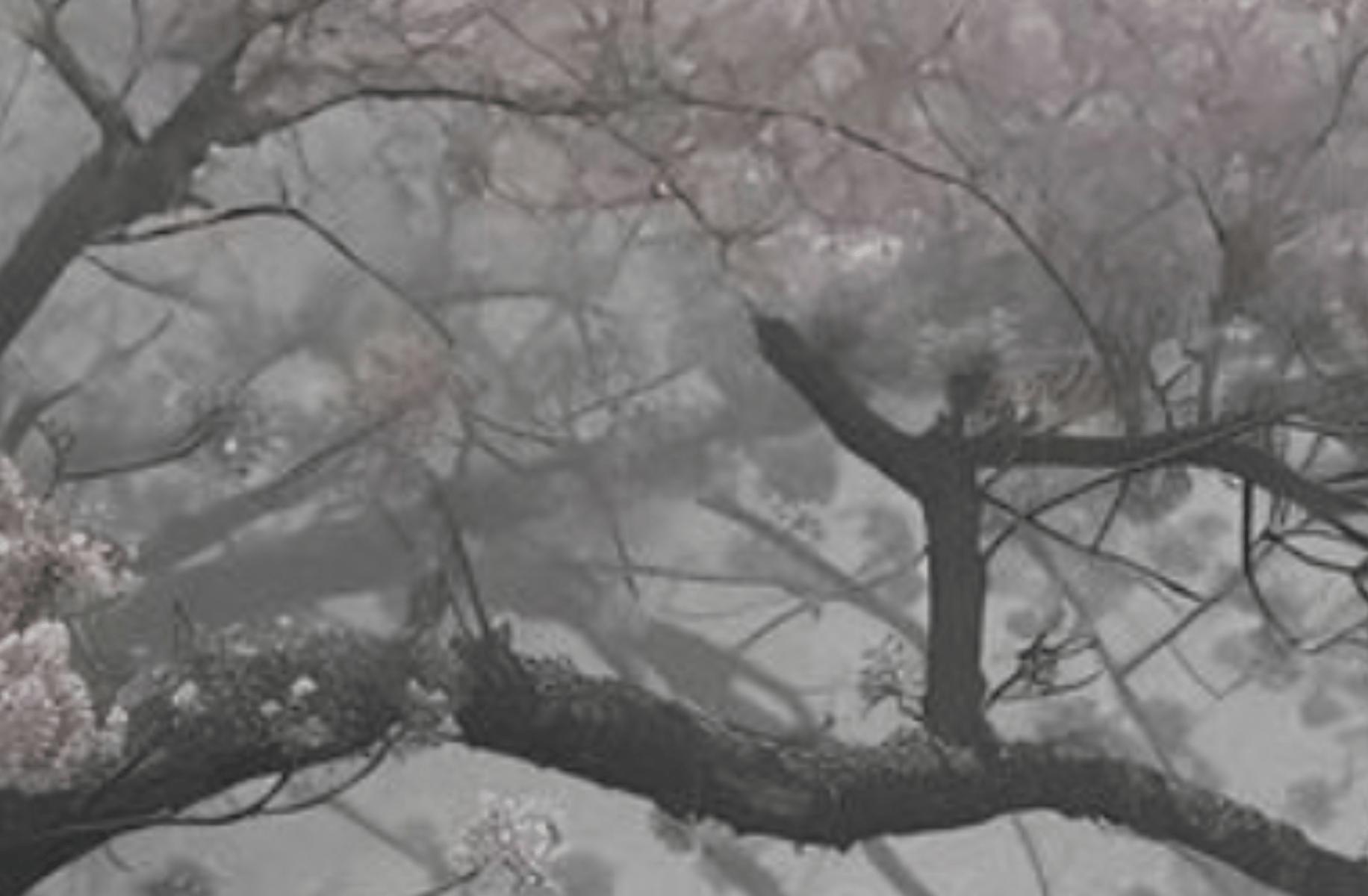 Tengen, sukuna and bakugo