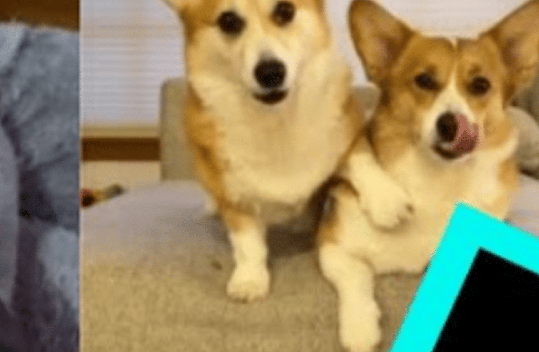 Ticktoc corgi