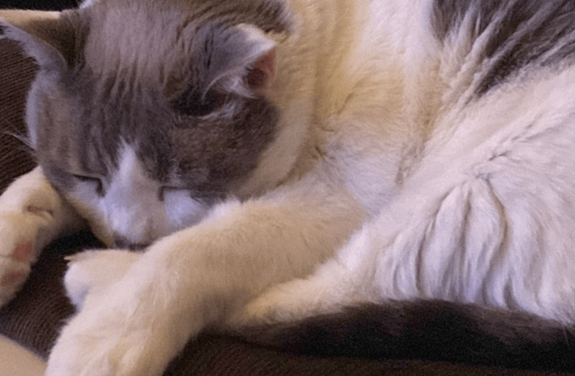 My cat