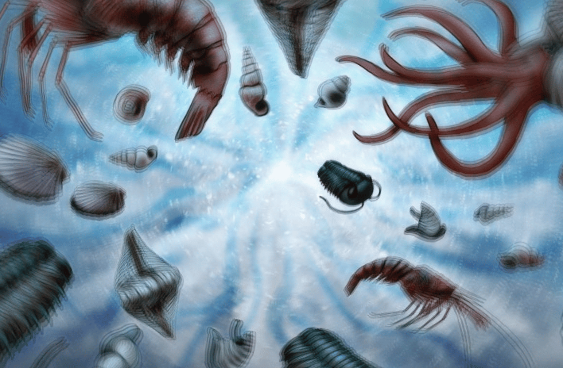 Anomalocaris