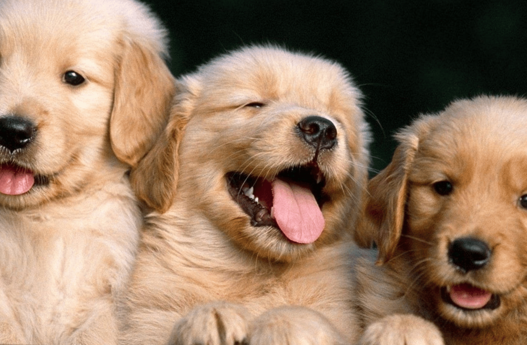 3 puppies