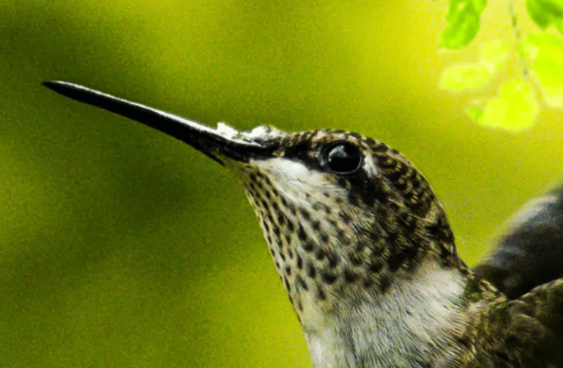 Bird