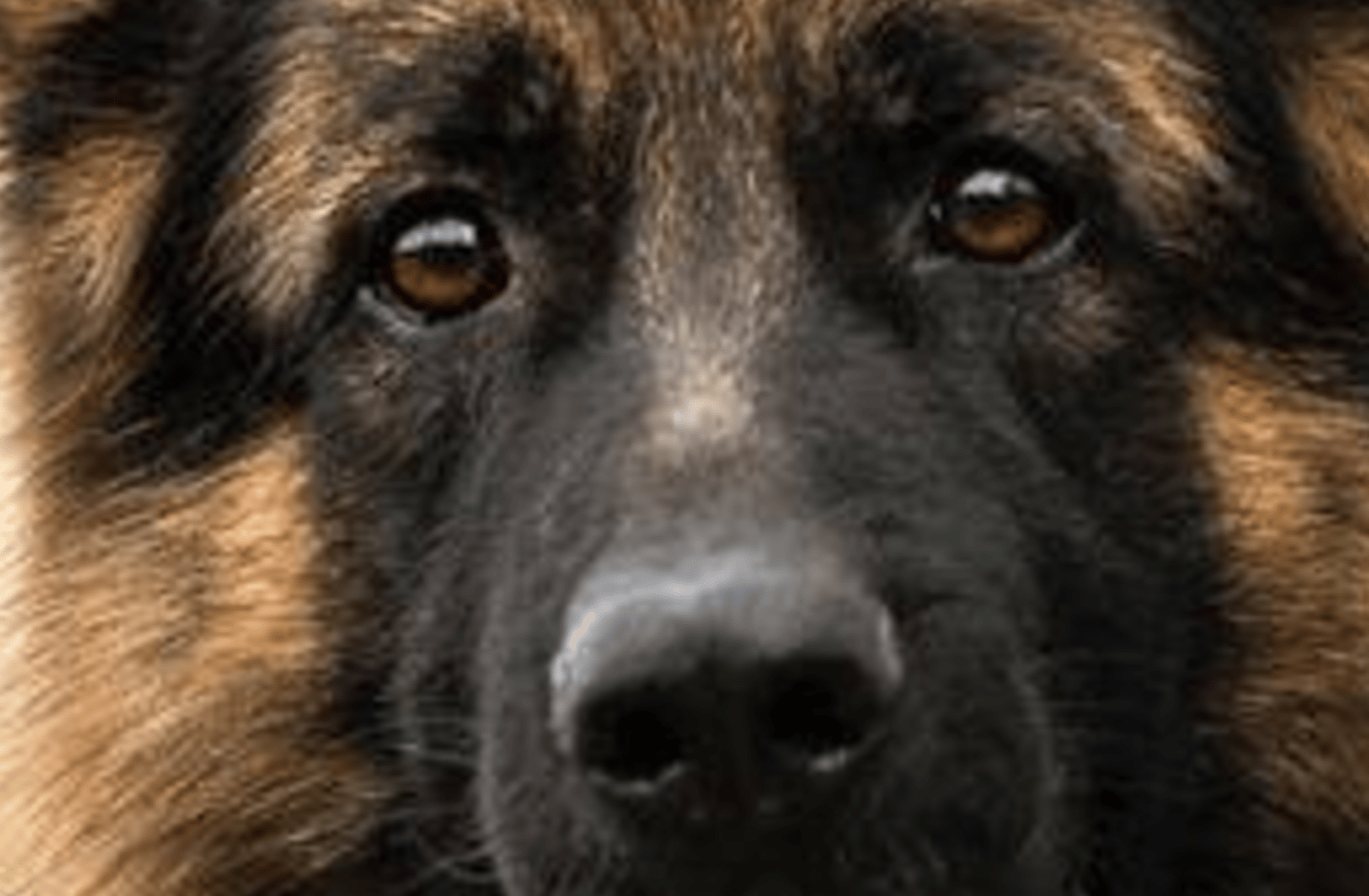 Police officer