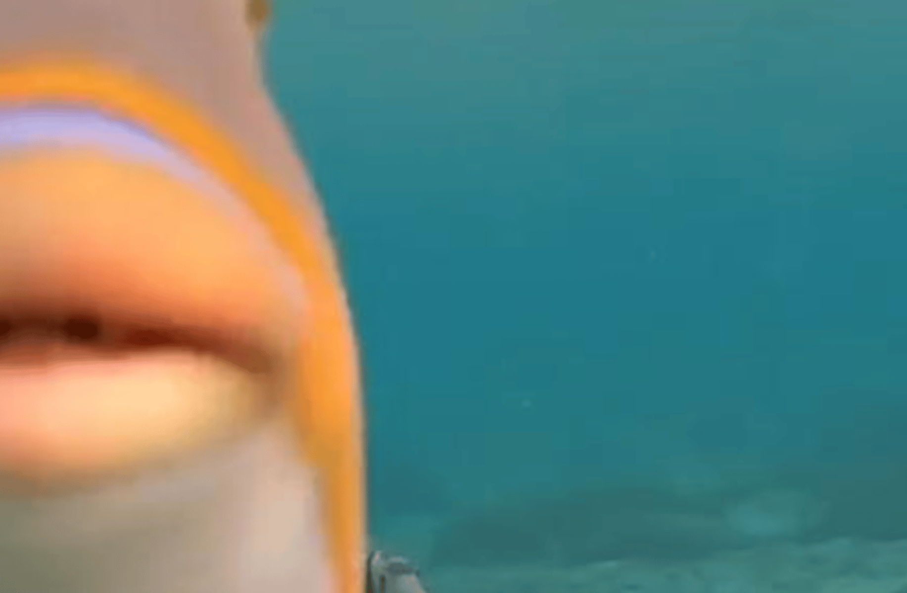 Fishymon