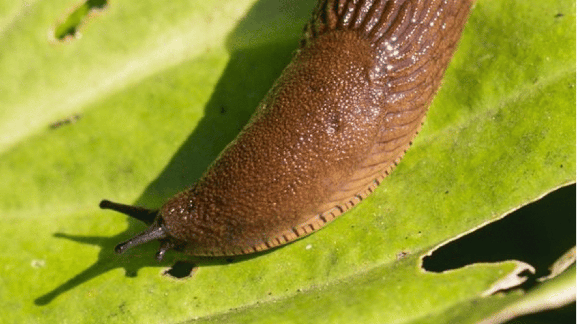 Slug tree