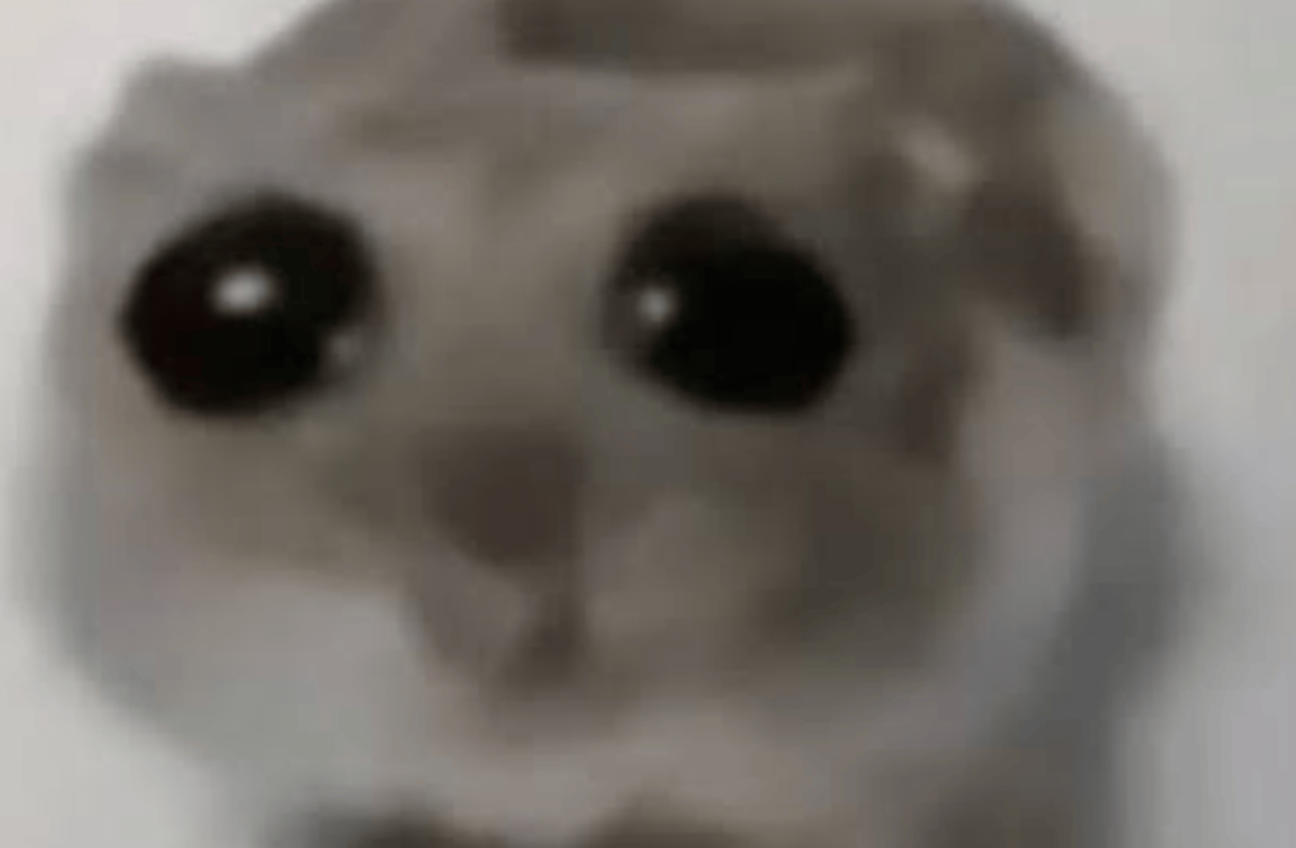 Sad hamster