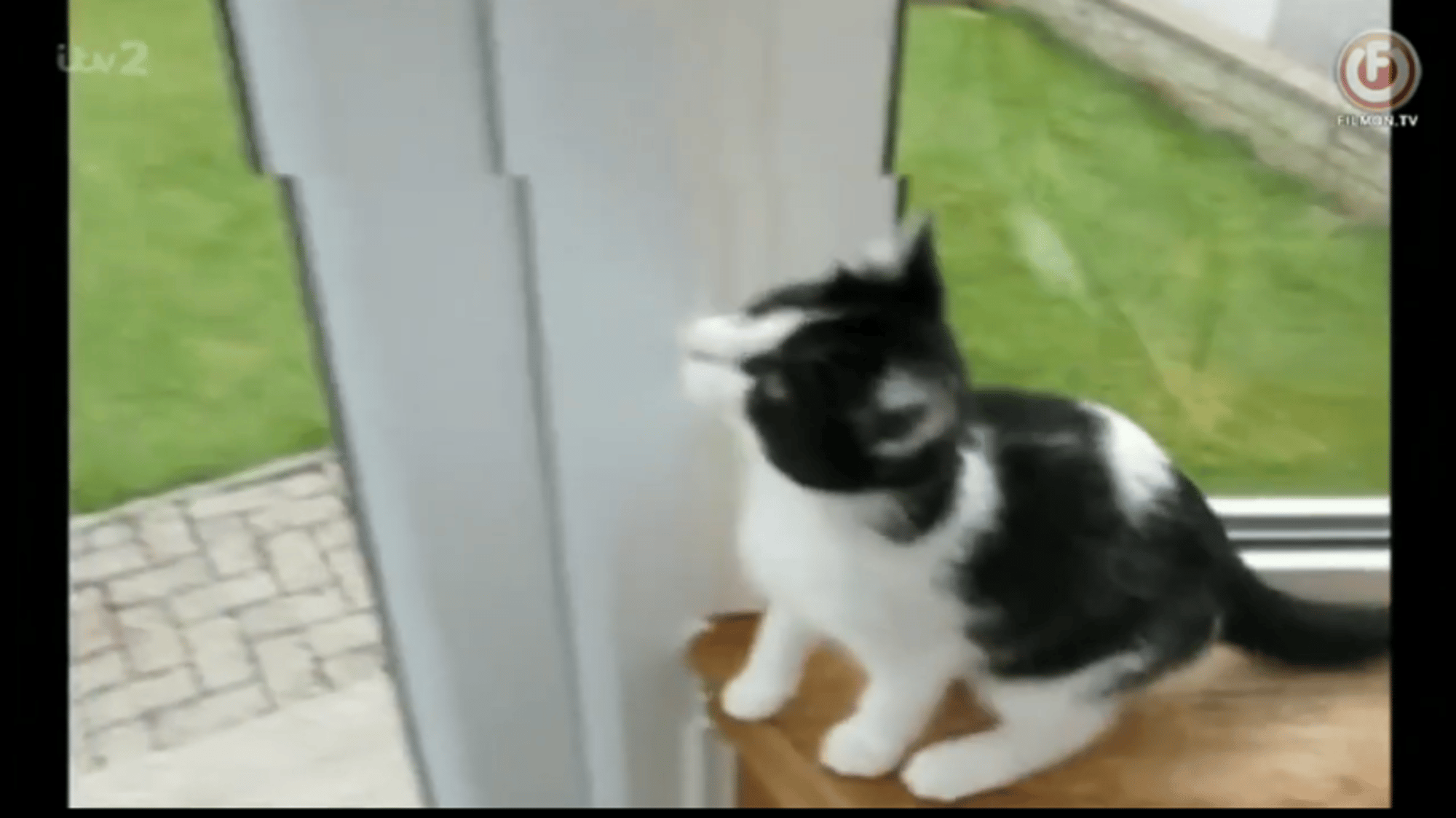Boy