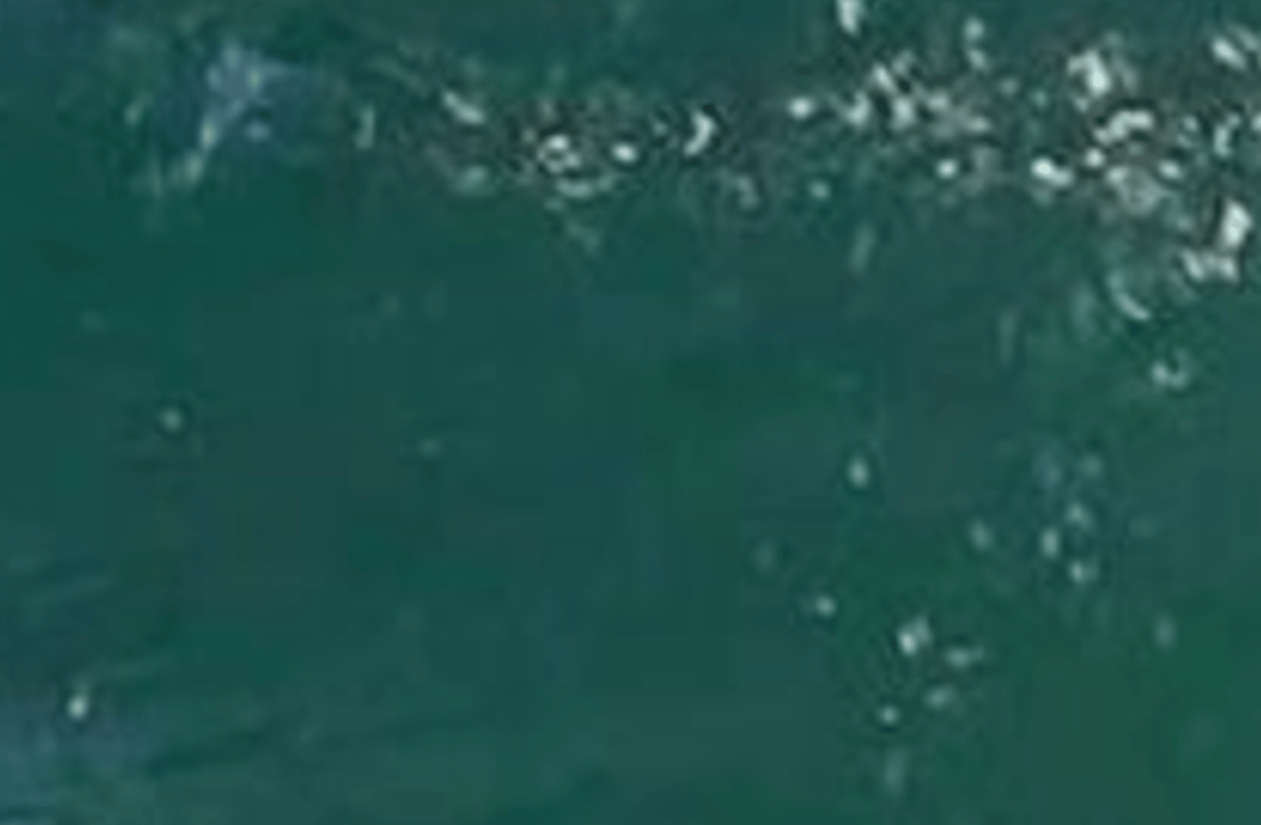 Pero the Shark