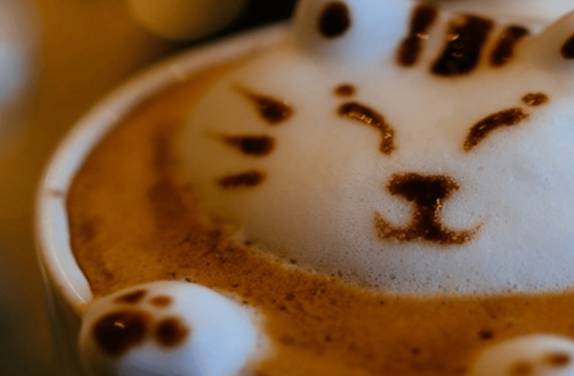 Cat cafe