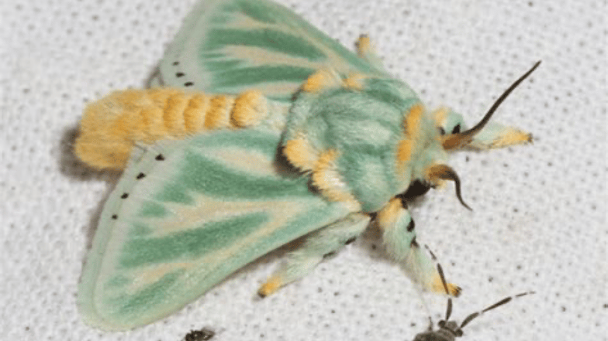 moth feeder