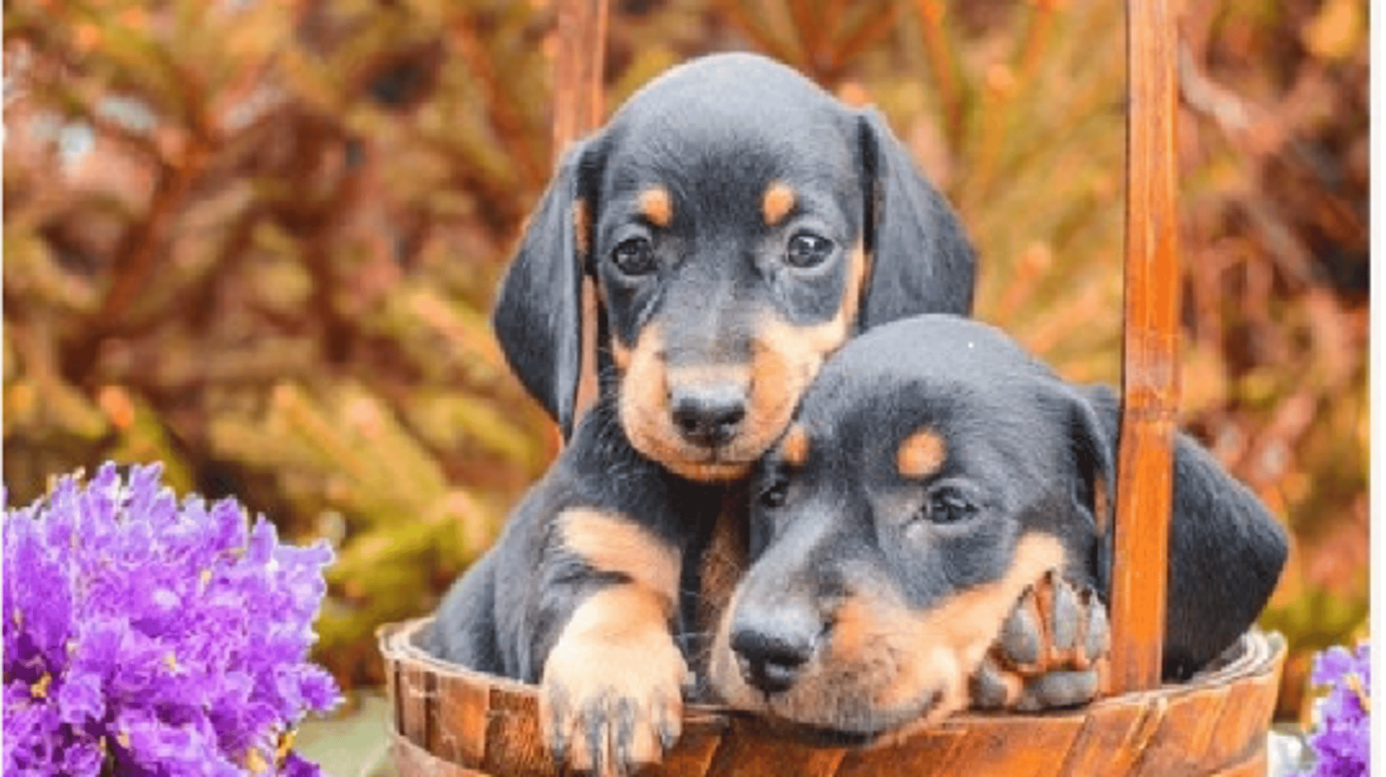 dachshund