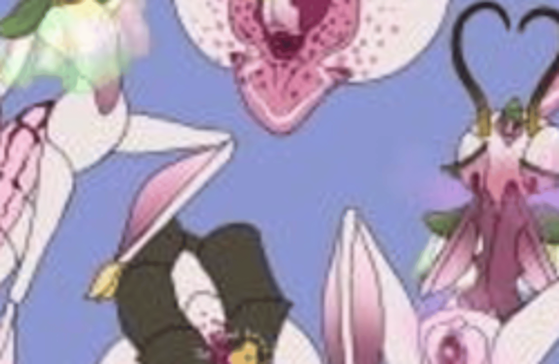 Orchid mantis