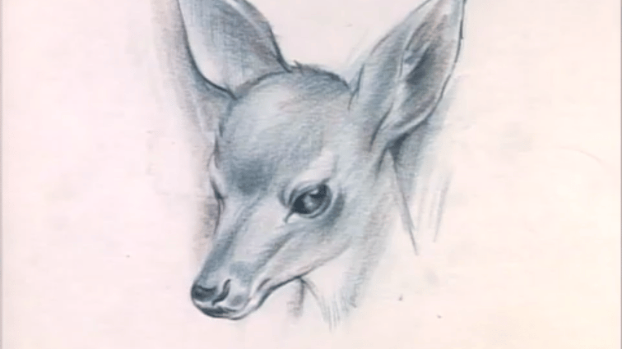 Bambi