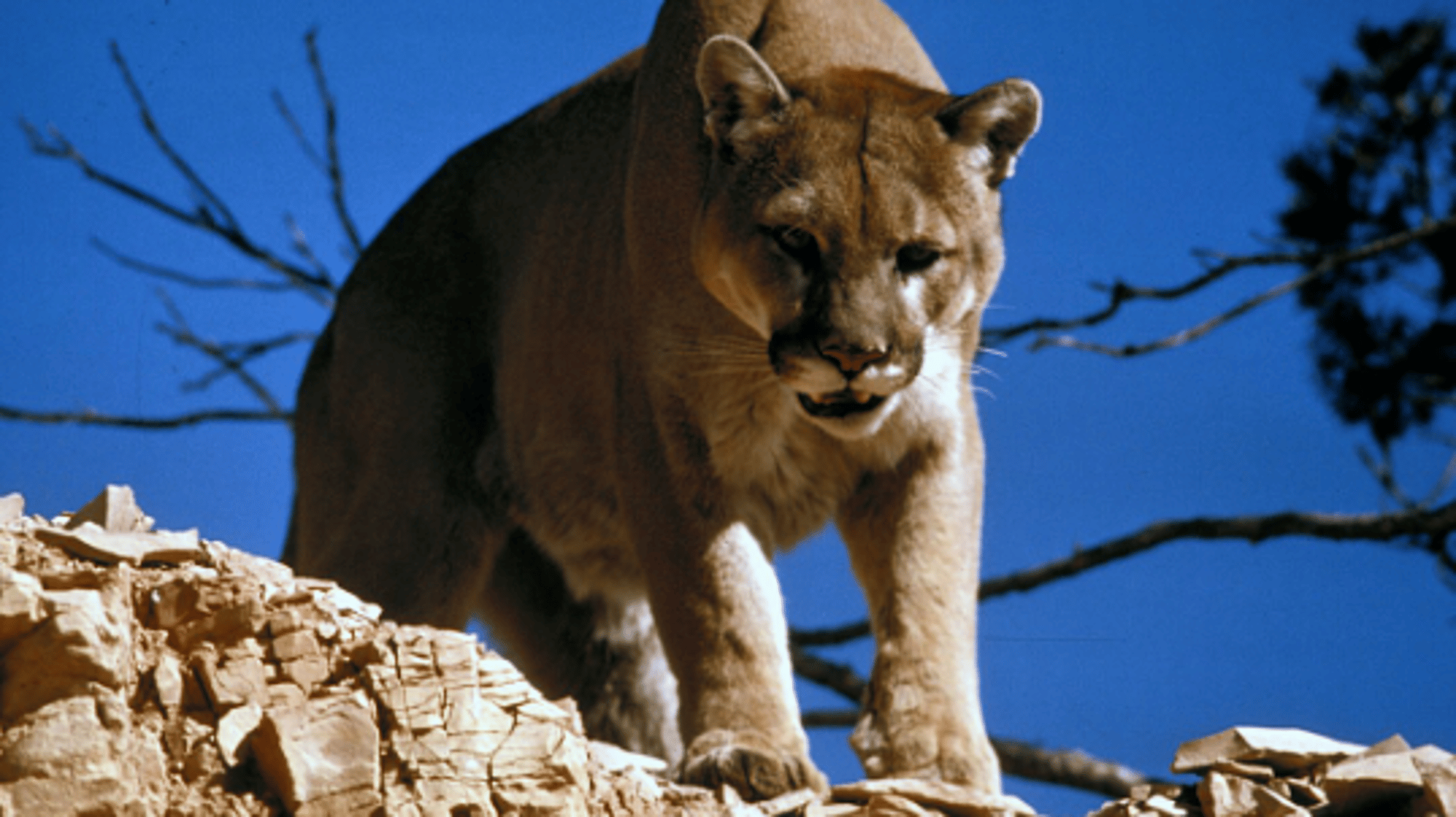 A Mountain Lion