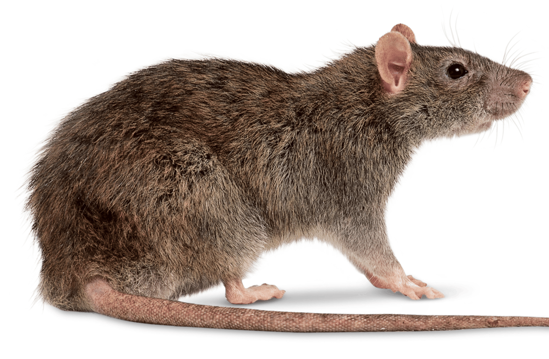Rat
