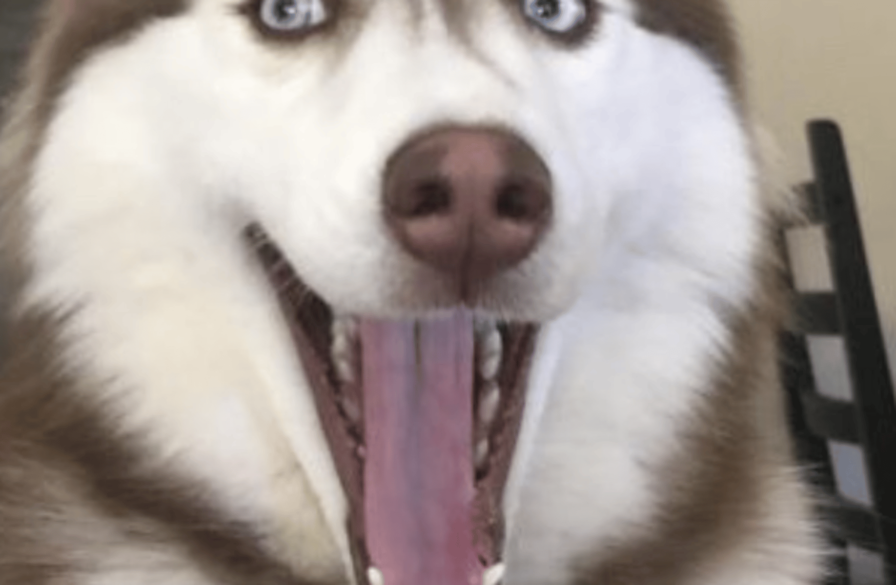 dsadsasada