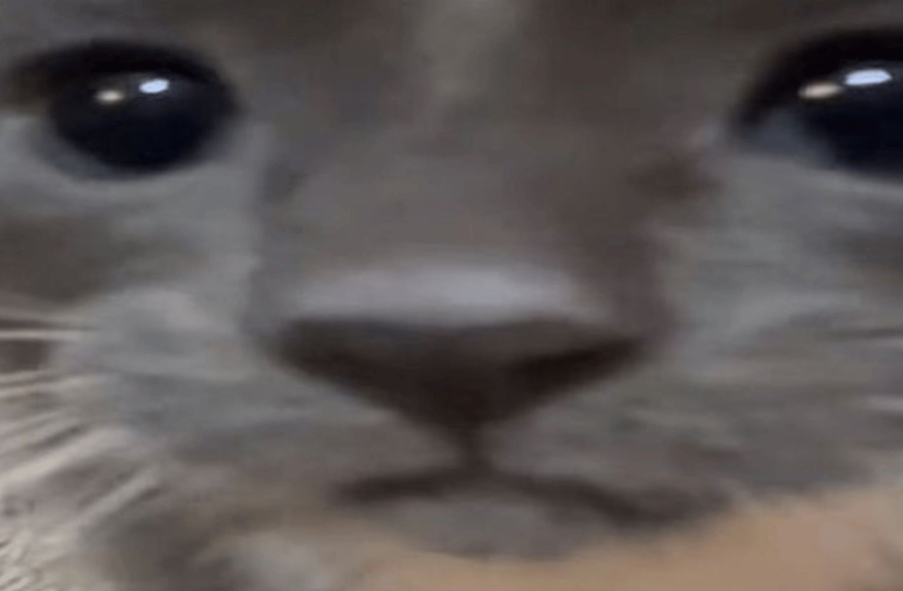 A licking cat