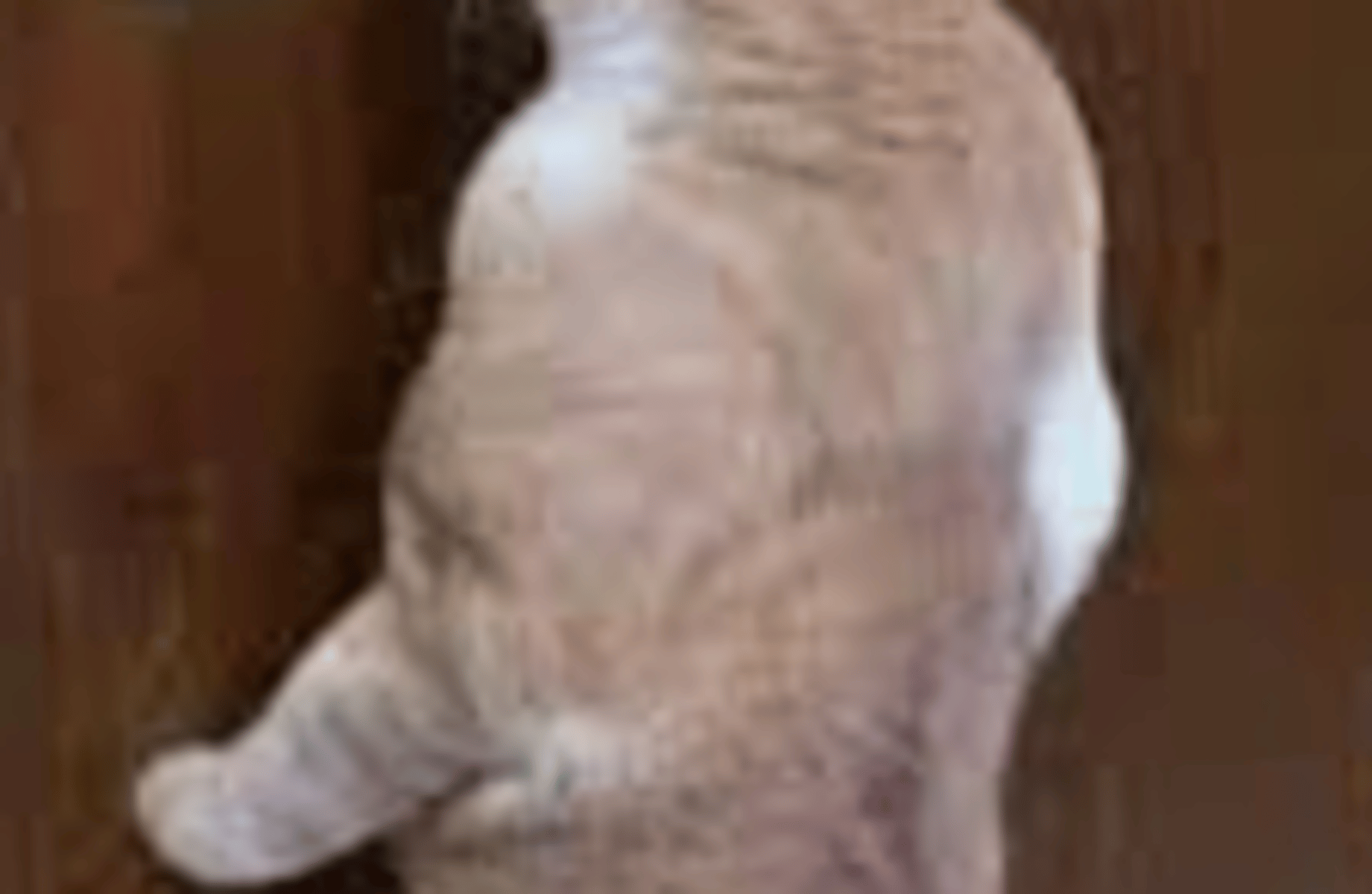 Buff cat delivery man