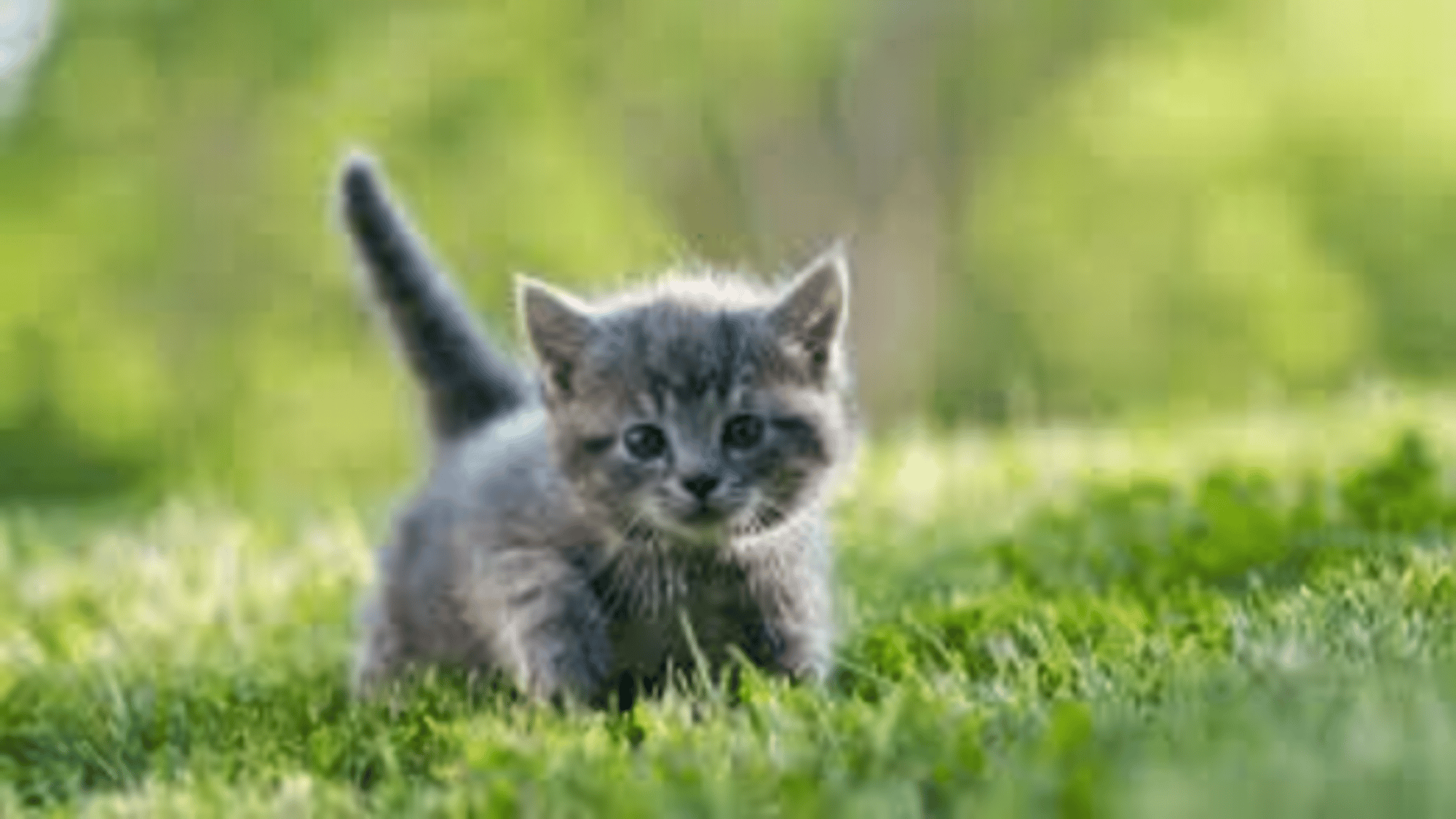 Survey Cat