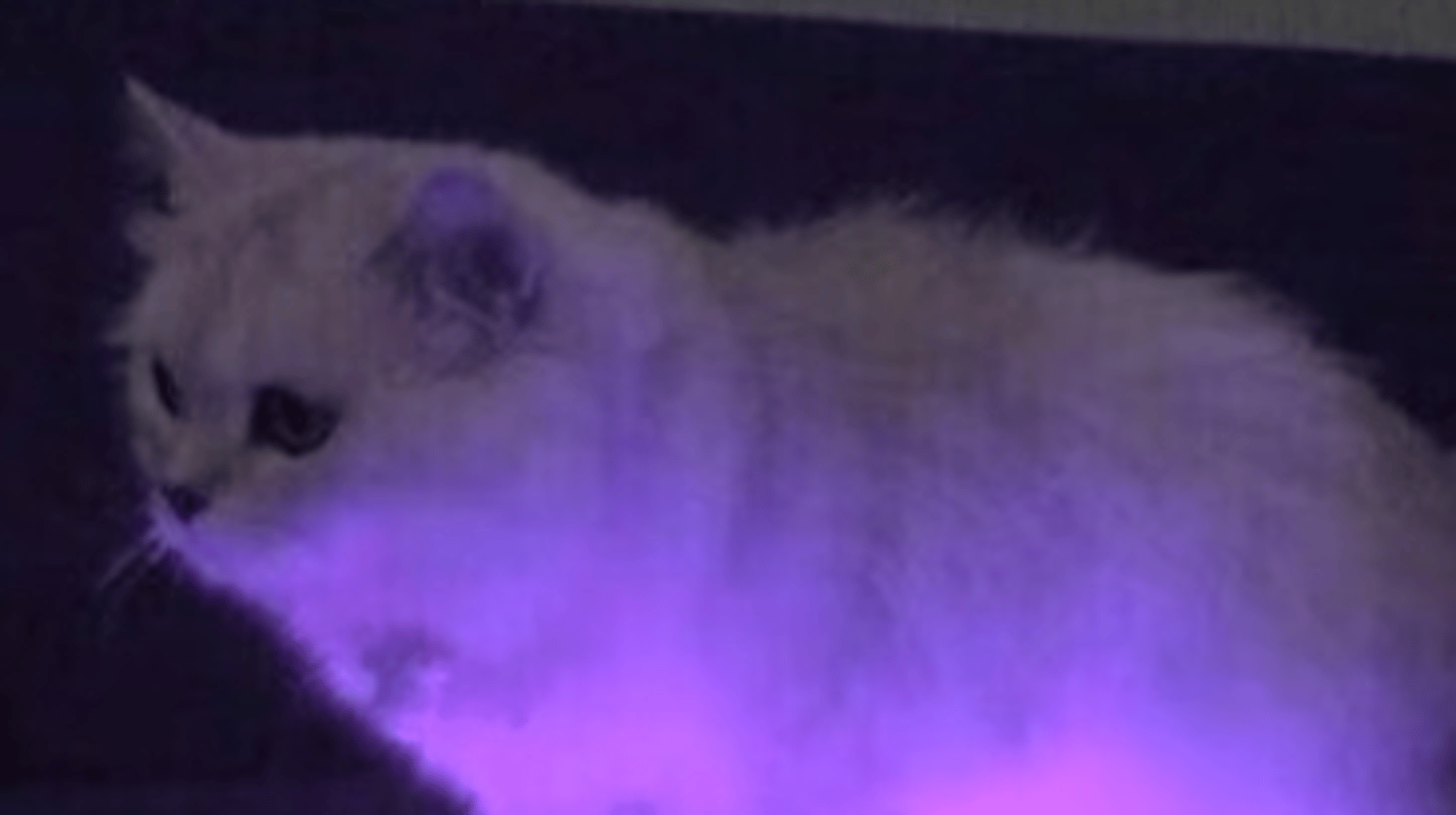a demonic gray cat