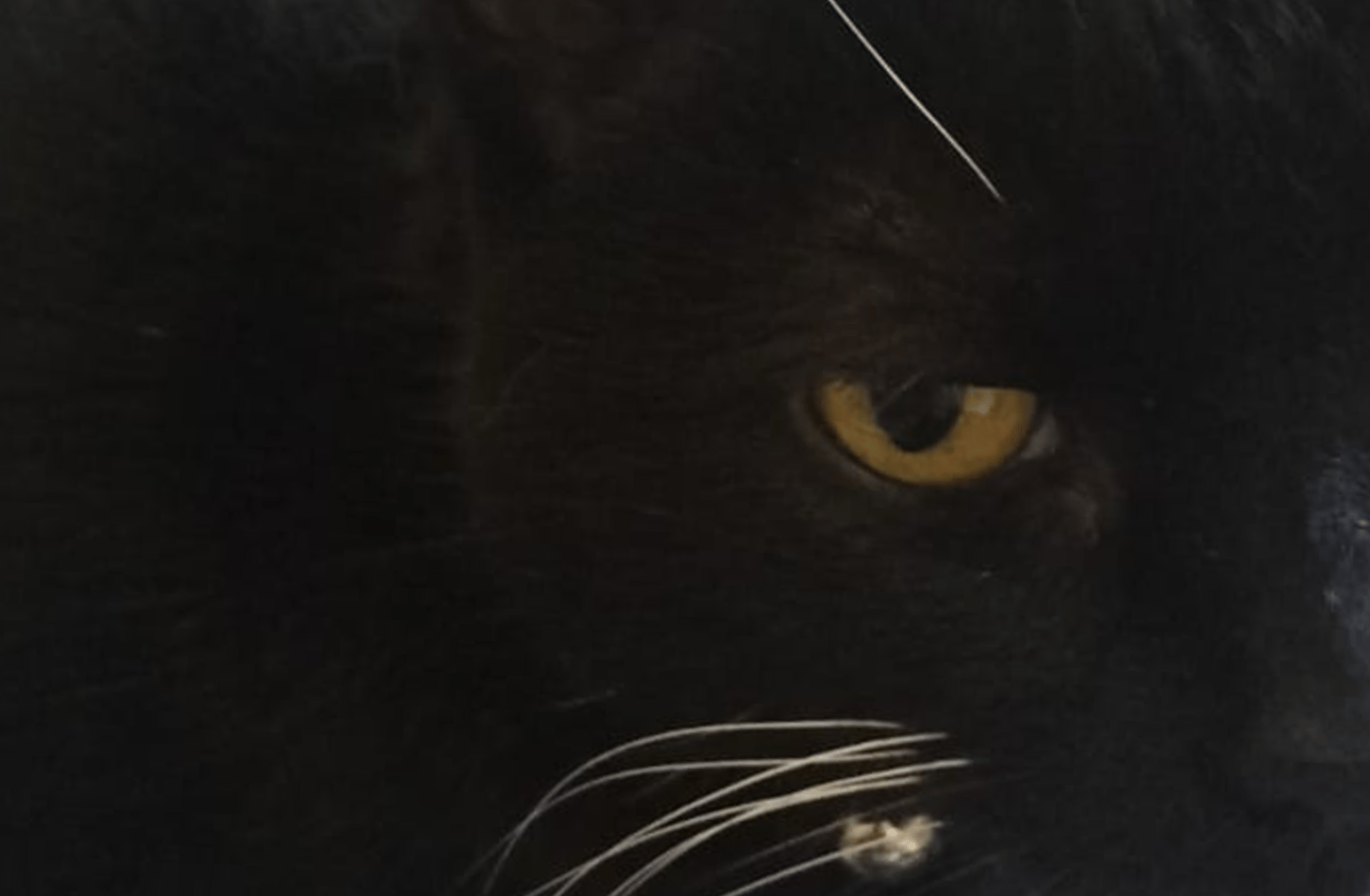 Sirius Black