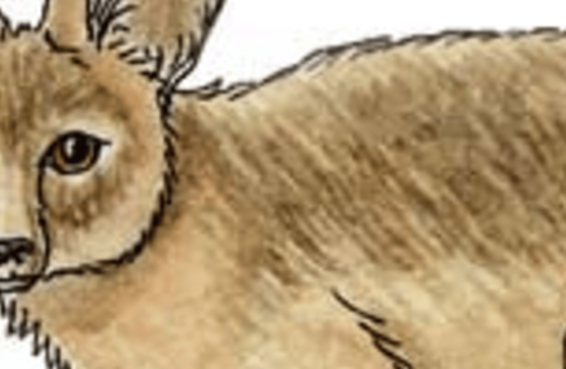 Carol (The fox)