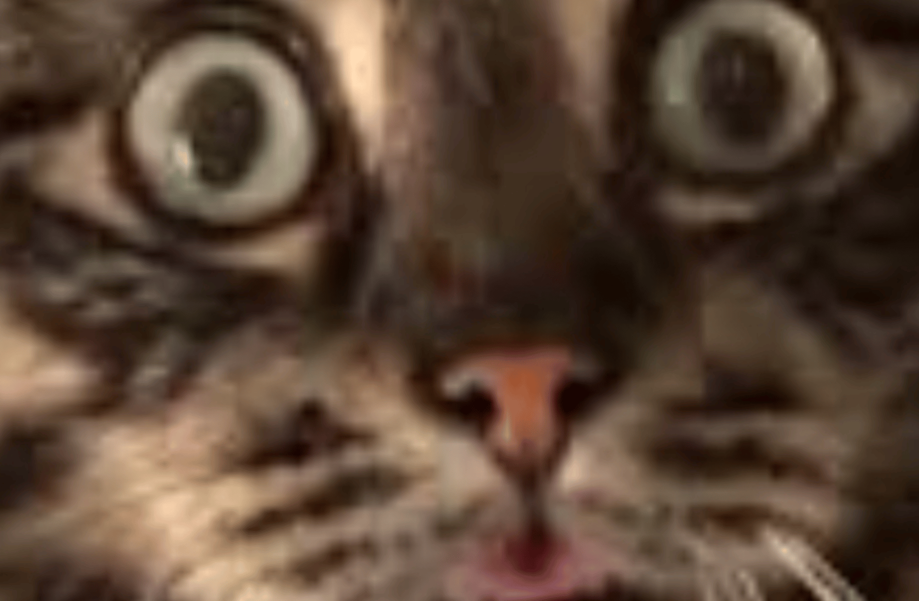 Scared kitty