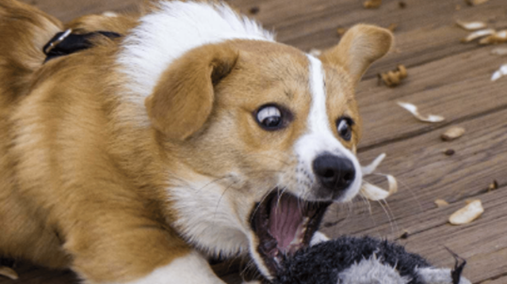 Dog Jr.