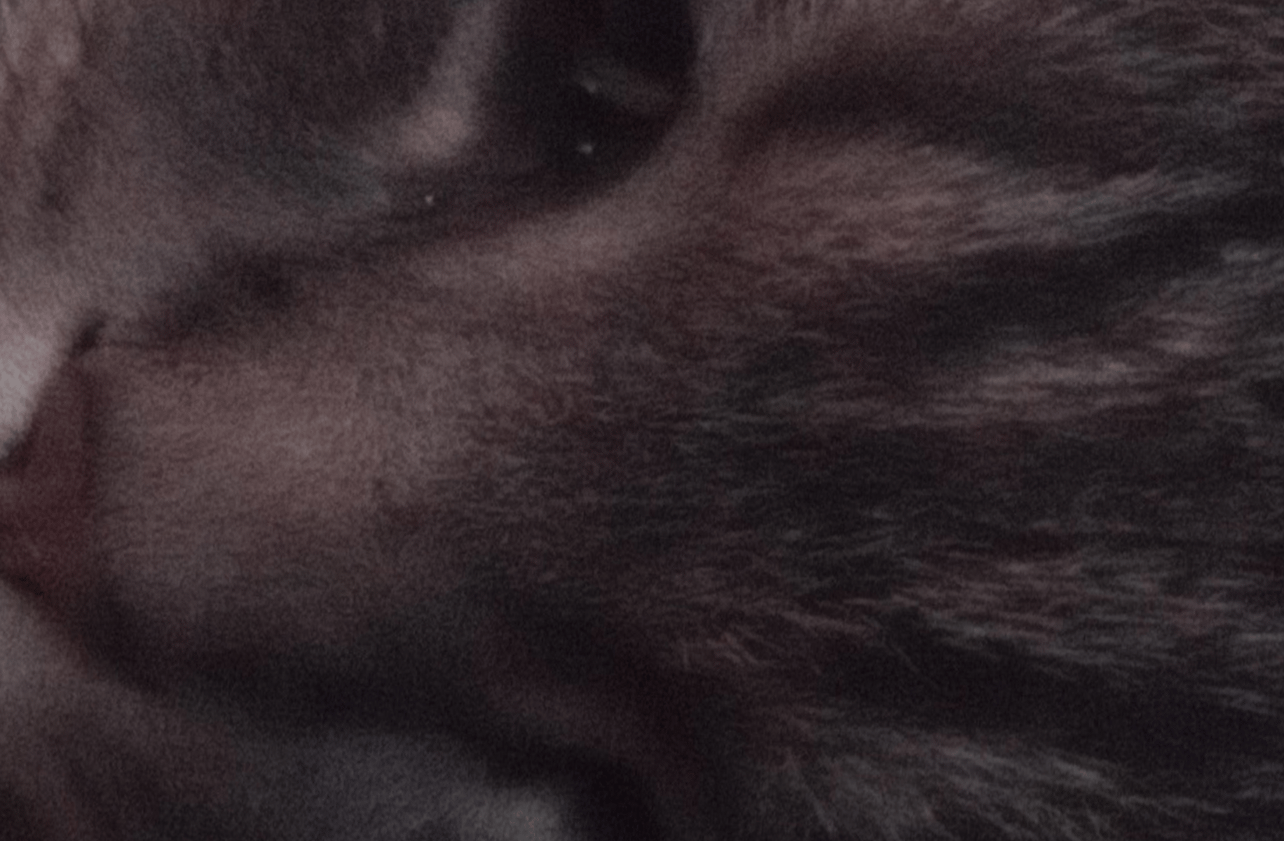 Parada ( your pet cat)
