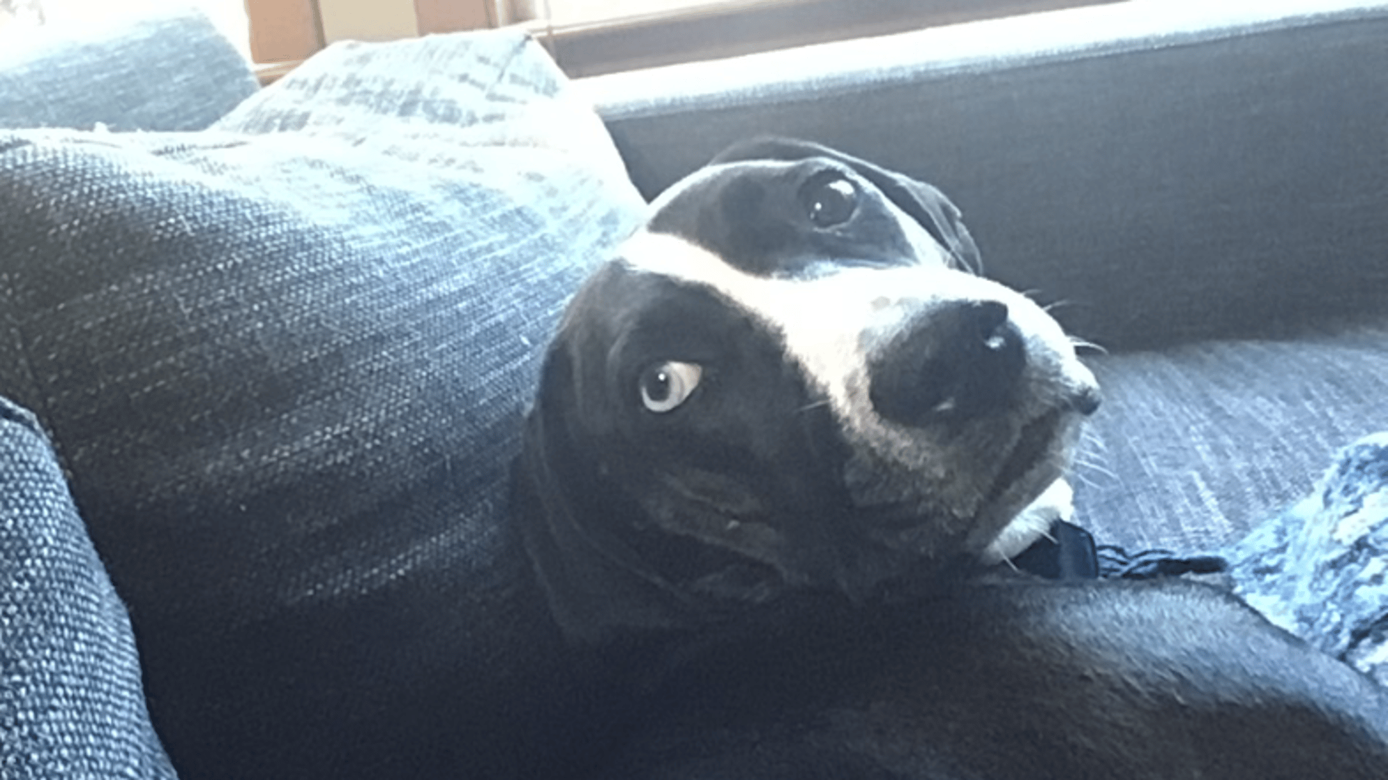 Street Dog