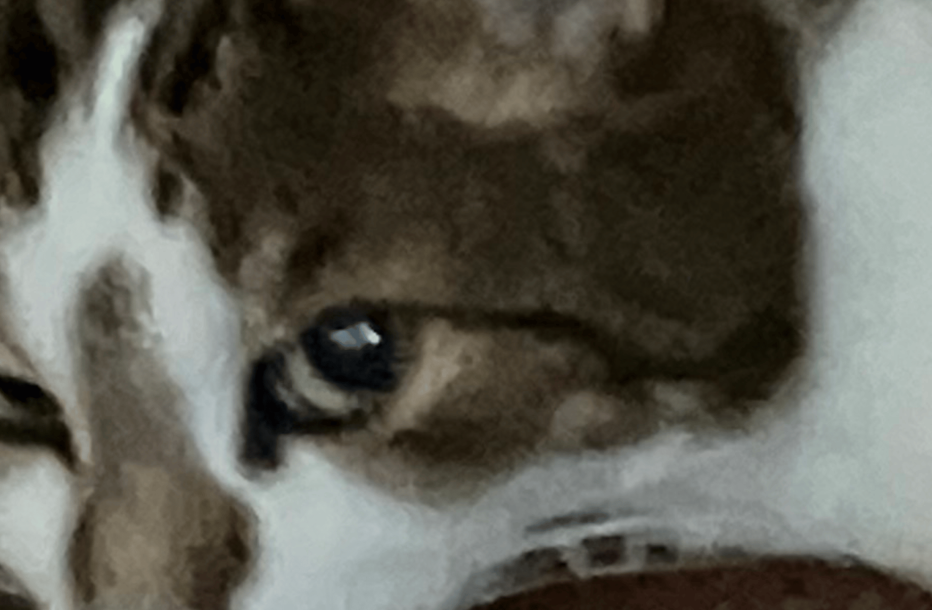 Voitto-kissa
