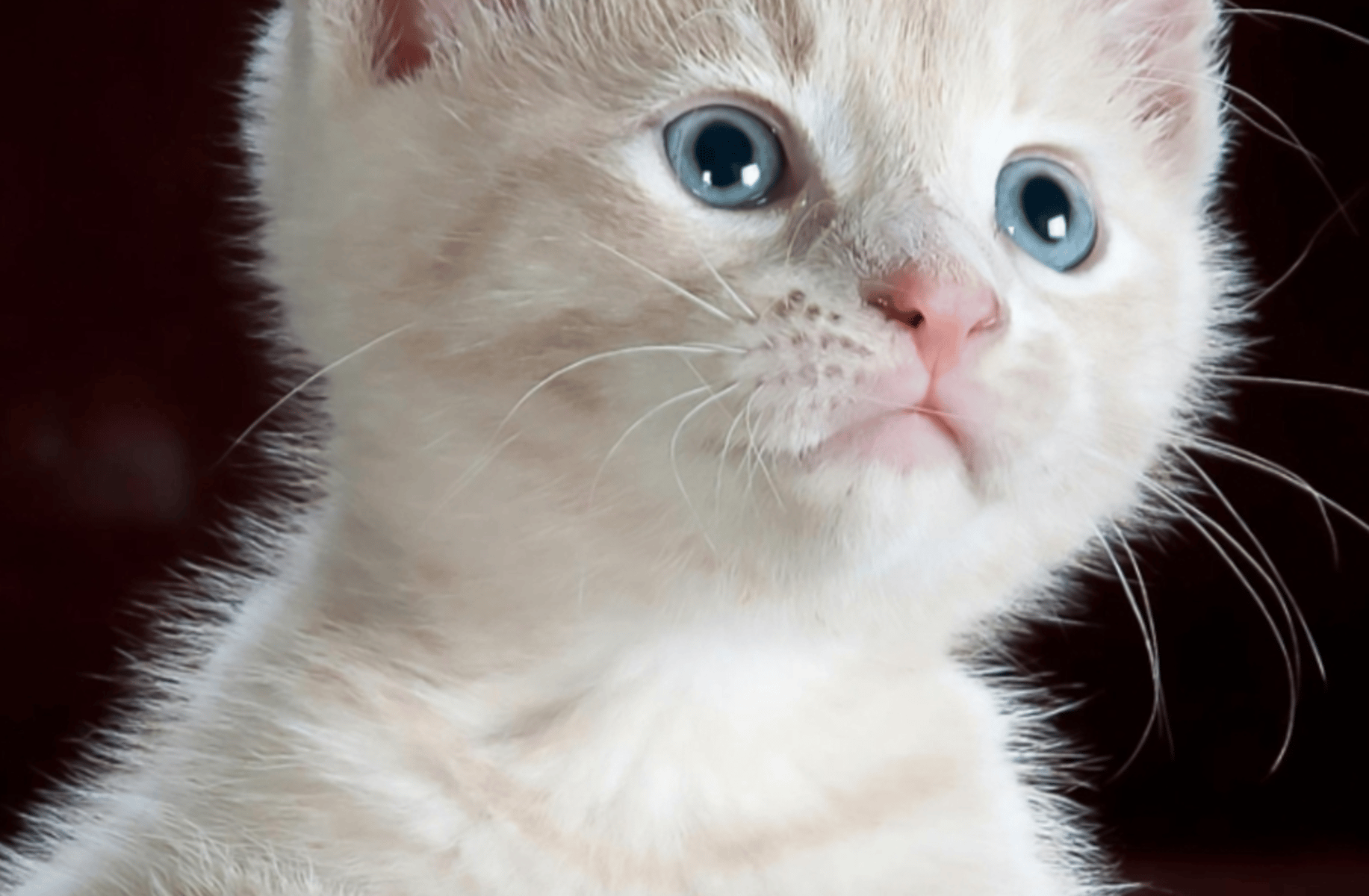 Mr.Whiskers (og)