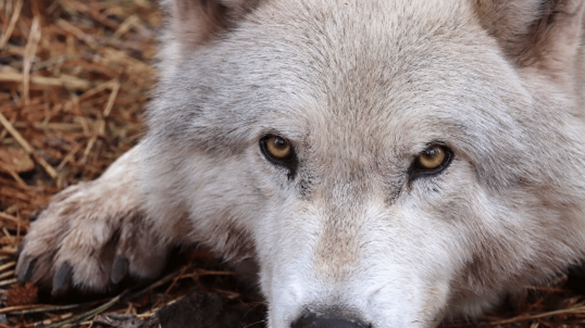 some wolf