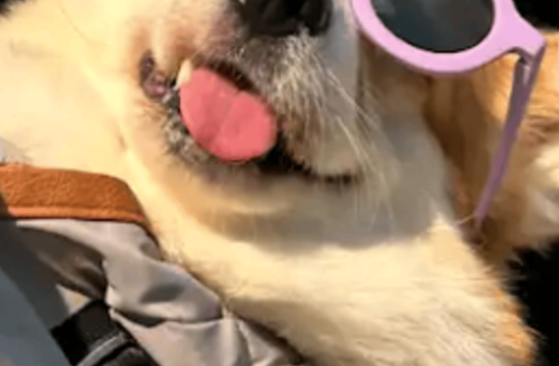 Ticktoc corgi
