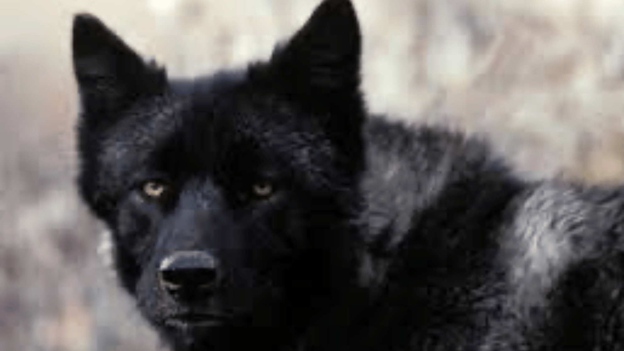 wolf