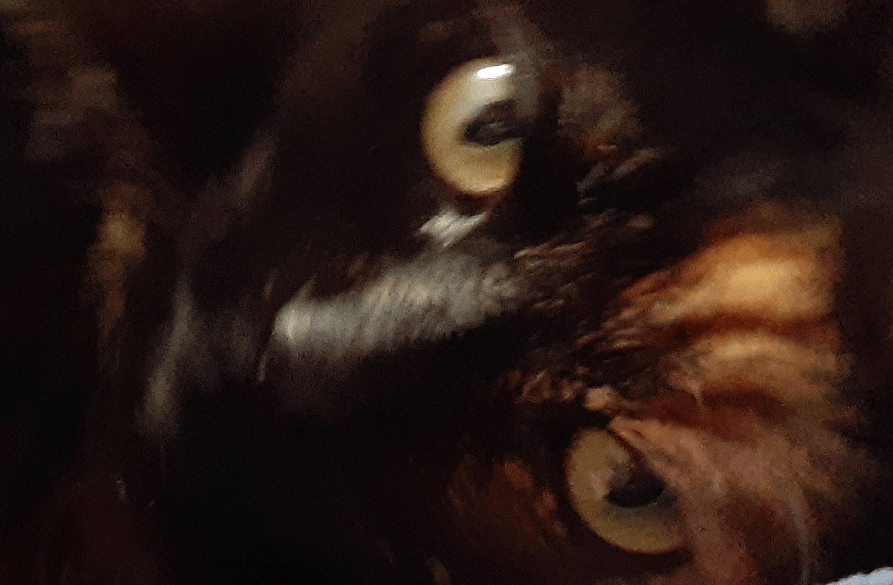 BOB
