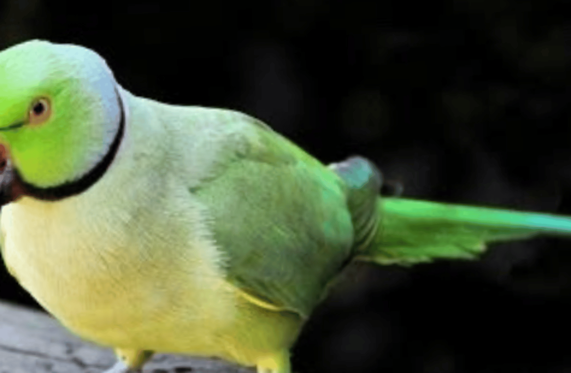 Green Parrot