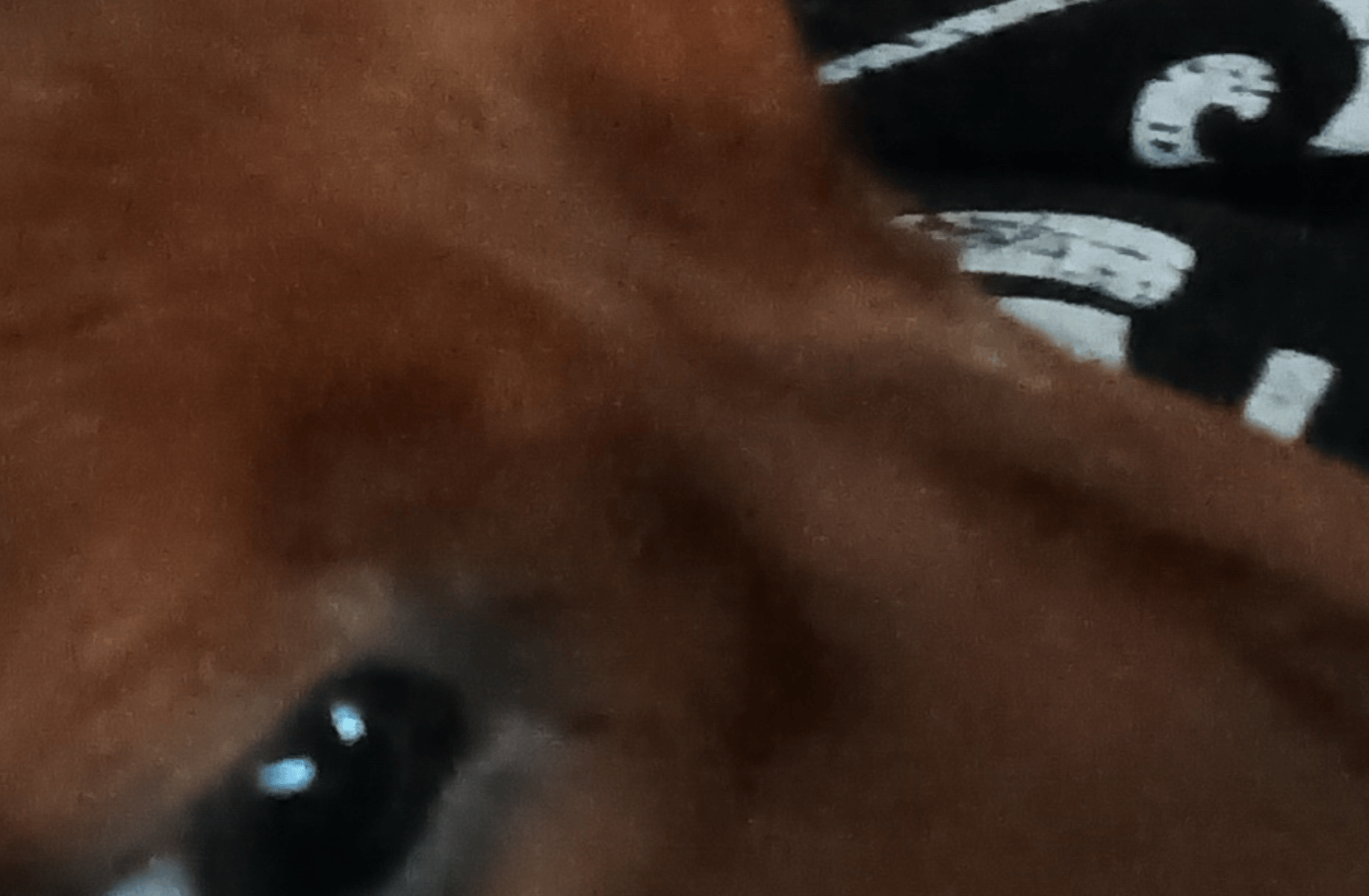 Dog lover